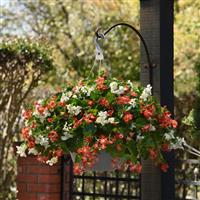 Hula™ Red and White Mixture Spreading Begonia Basket