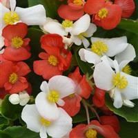 Hula™ Red and White Mixture Spreading Begonia Bloom