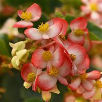 Hula™ Bicolor Red White Spreading Begonia Bloom