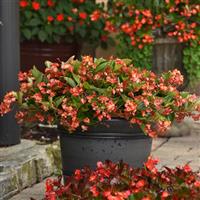 Hula™ Bicolor Red White Spreading Begonia Container