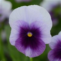 Sorbet® XP Beaconsfield Viola Bloom