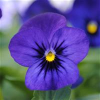 Sorbet® XP Blue Blotch Viola Bloom