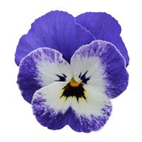 Sorbet® XP Delft Blue Viola Bloom