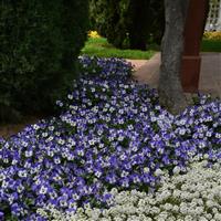 Sorbet® XP Delft Blue Viola Commercial Landscape 1