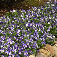 Sorbet® XP Delft Blue Viola Commercial Landscape 2