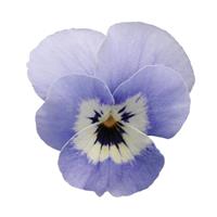 Sorbet® XP Marina Viola Bloom