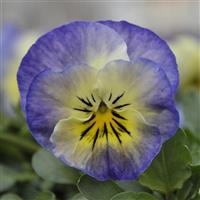 Sorbet® XP Neptune Viola Bloom