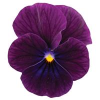 Sorbet® XP Purple Viola Bloom