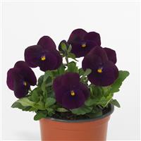 Sorbet® XP Purple Viola Container