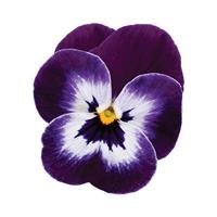 Sorbet® XP Purple Face Viola Bloom