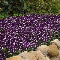 Sorbet® XP Purple Face Viola Commercial Landscape 1