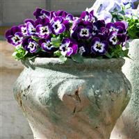 Sorbet® XP Purple Face Viola Container