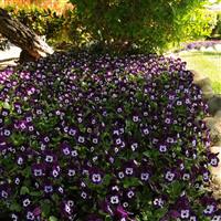 Sorbet® XP Purple Face Viola Landscape