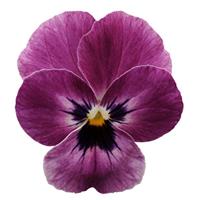 Sorbet® XP Raspberry Viola Bloom