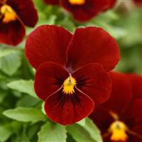 Sorbet® XP Red Viola Bloom