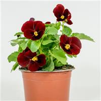 Sorbet® XP Red Viola Container