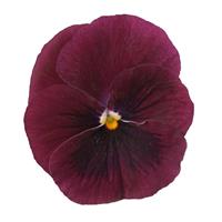 Sorbet® XP Rose Blotch Viola Bloom