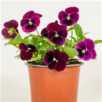 Sorbet® XP Rose Blotch Viola Container