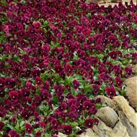 Sorbet® XP Rose Blotch Viola Landscape