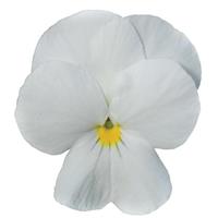 Sorbet® XP White Viola Bloom