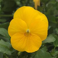 Sorbet® XP Yellow Viola Bloom