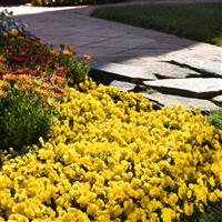 Sorbet® XP Yellow Viola Landscape