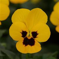 Sorbet® XP Yellow Blotch Viola Bloom