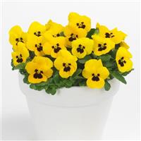 Sorbet® XP Yellow Blotch Viola Container