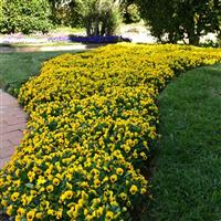 Sorbet® XP Yellow Blotch Viola Landscape