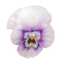 Sorbet® XP Pink Halo Viola Bloom