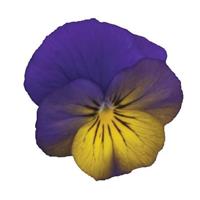 Sorbet® XP Morpho Viola Bloom