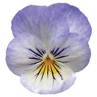 Sorbet® XP YTT Viola Bloom