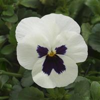 Sorbet® XP White Blotch Improved Viola Bloom