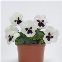 Sorbet® XP White Blotch Improved Viola Container