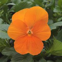 Sorbet® XP Deep Orange Viola Bloom