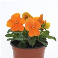 Sorbet® XP Deep Orange Viola Container