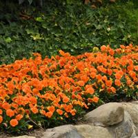 Sorbet® XP Deep Orange Viola Landscape
