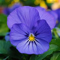 Sorbet® XP True Blue Viola Bloom