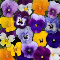 Sorbet® XP Mixture Viola Bloom