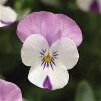 Sorbet® XP Pink Wing Viola Bloom