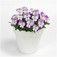 Sorbet® XP Pink Wing Viola Container