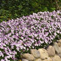 Sorbet® XP Pink Wing Viola Landscape