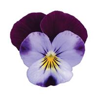 Sorbet® XP Denim Jump Up Viola Bloom