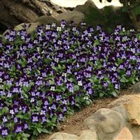 Sorbet® XP Denim Jump Up Viola Landscape