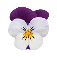 Sorbet® XP White Jump Up Viola Bloom
