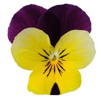 Sorbet® XP Yellow Jump Up Viola Bloom