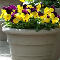 Sorbet® XP Yellow Jump Up Viola Container