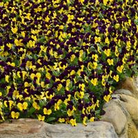 Sorbet® XP Yellow Jump Up Viola Landscape