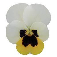Sorbet® XP Lemon Ice Blotch Viola Bloom