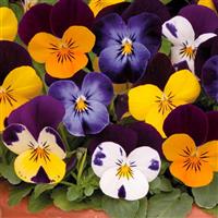 Sorbet® XP Jump Up Mixture Viola Bloom